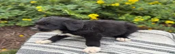 Mixed Breed dogs for sale: Gill - Ad 4