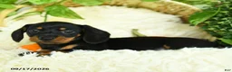 Miniature Dachshund dogs for sale: Scuffy - Ad 4