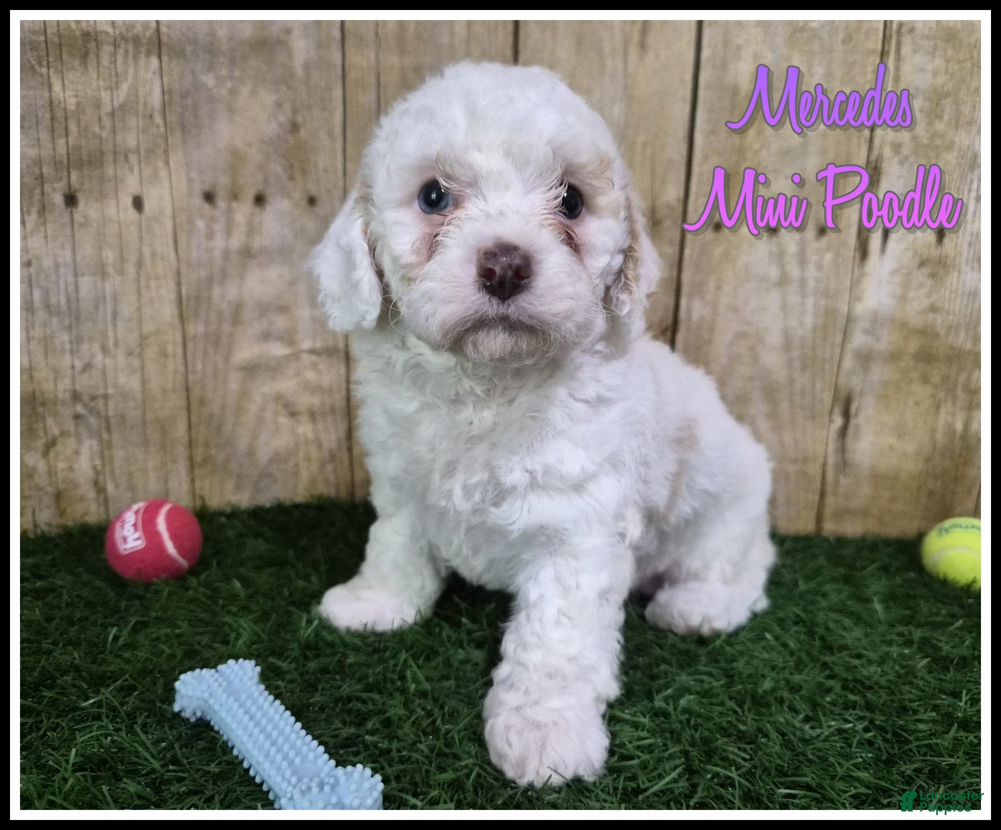 Miniature Poodle dogs Mercedes - Ad 1