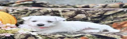 West Highland Terrier dogs for sale: Ashley  - Ad 6