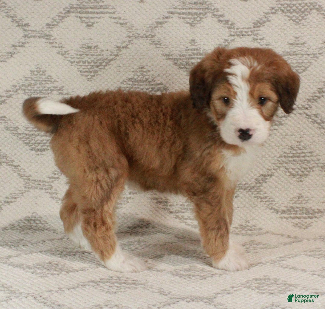 Bernedoodle dogs for sale: Sammy  - Ad 4