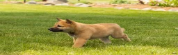 Shiba Inu dogs for sale: Jake - Ad 12