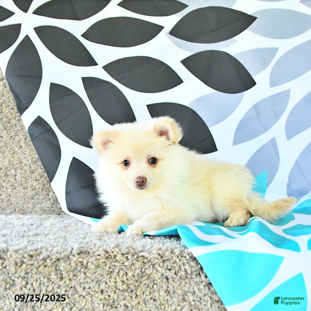 Pomeranian dogs for sale: Edison - Ad 5