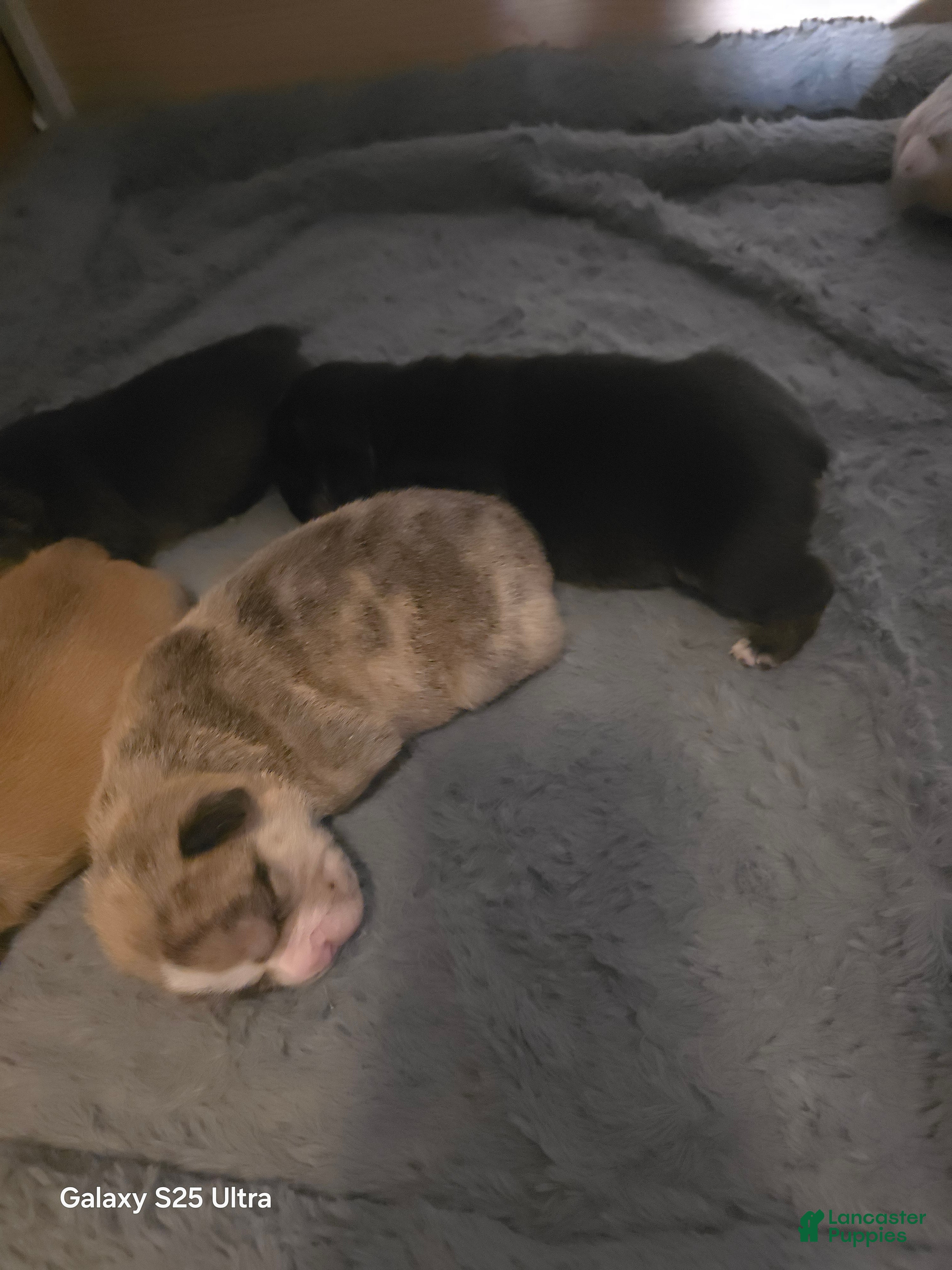 French Bulldog dogs French Bulldog Puppy 2 - Ad 34