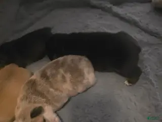 French Bulldog dogs French Bulldog Puppy 2 - Ad 27