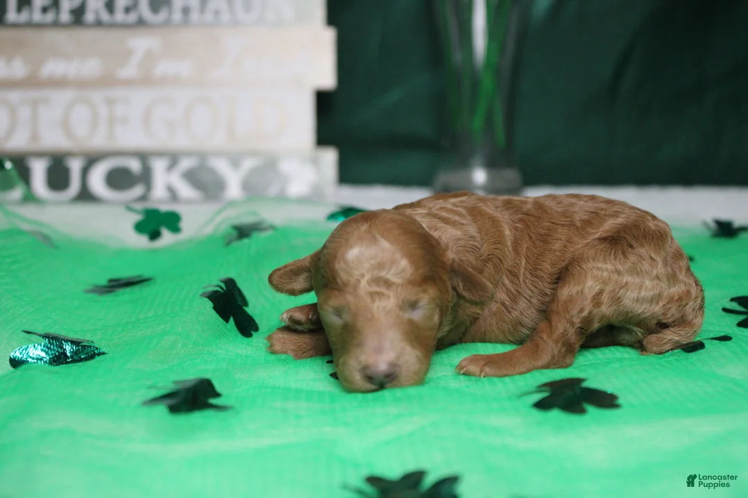 Miniature Poodle dogs for sale: Brittany  - Ad 5