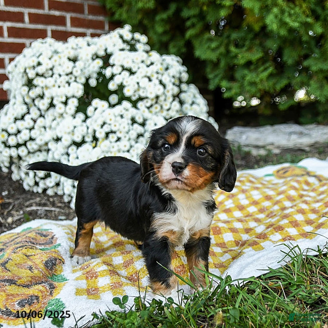 Mixed Breed dogs for sale: Walker - Ad 2