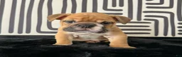 English Bulldog dogs for sale: Nugget - Ad 6