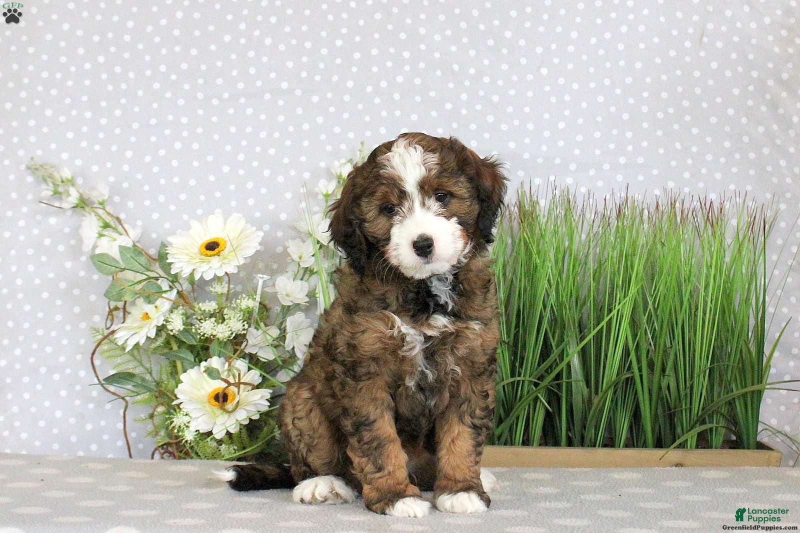 Mini Bernedoodle dogs PAIGE - Ad 38