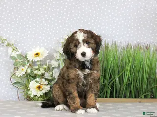 Mini Bernedoodle dogs PAIGE - Ad 38