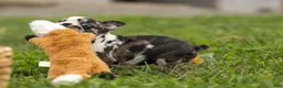 Frenchton dogs for sale: BRANDY - Ad 8