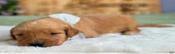 Goldendoodle dogs for sale: Wendell - Ad 4