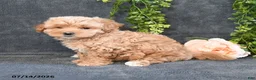 Maltipoo dogs for sale: Ivy - Ad 5
