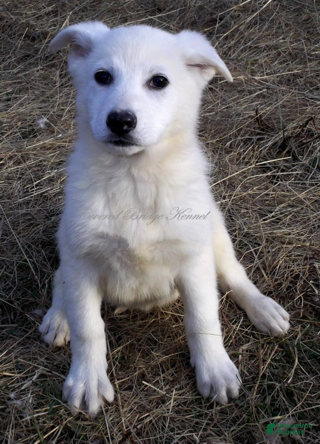 German Shepherd dogs for sale: Blizzard - Ad 1