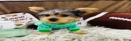 Yorkshire Terrier dogs for sale: Snickers - Ad 7