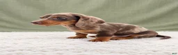 Miniature Dachshund dogs for sale: Miniature Dachshund 2 - Ad 6