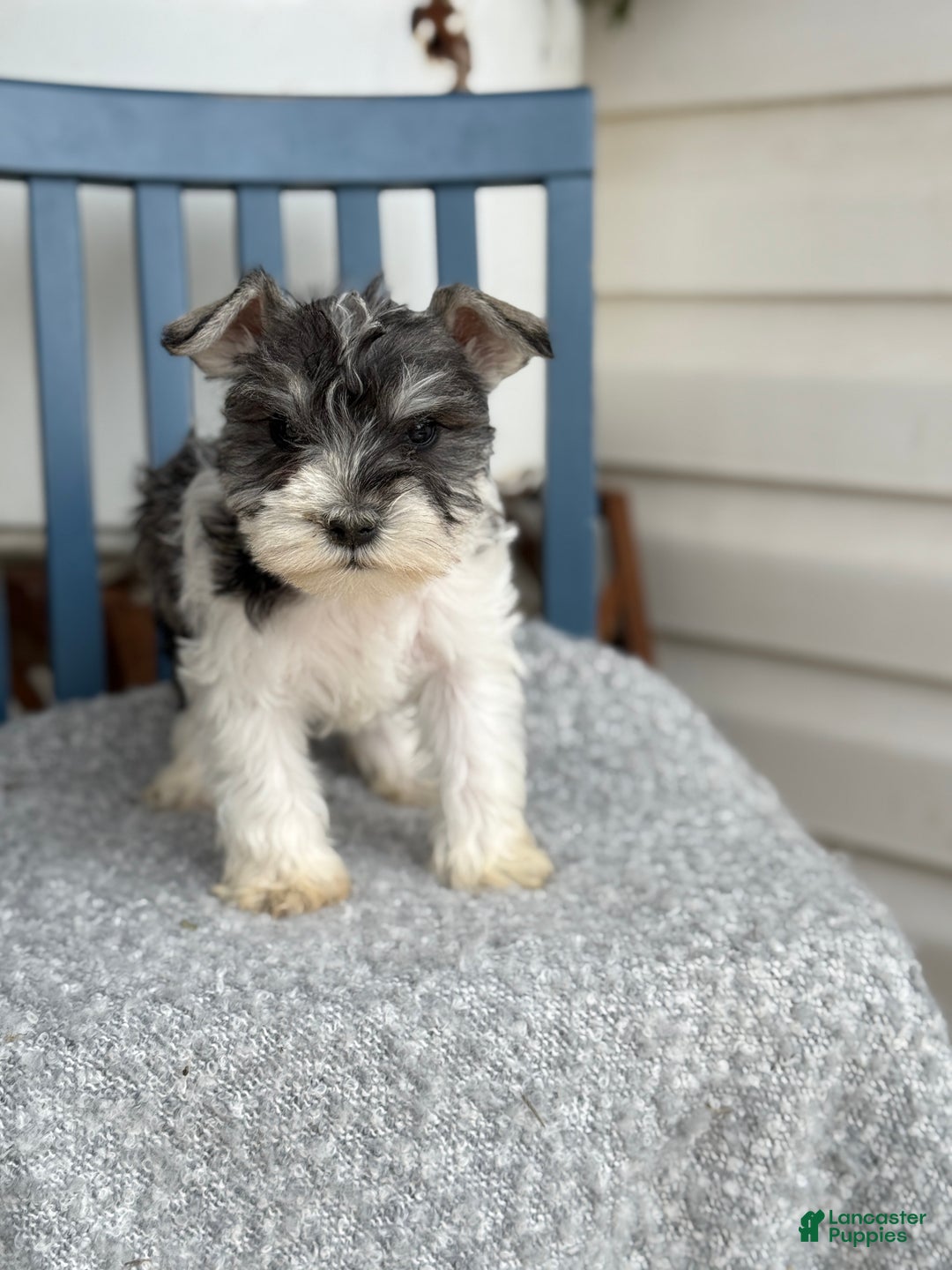 Miniature Schnauzer dogs for sale: Dancer - Ad 8