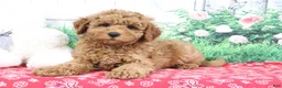 Mini Goldendoodle dogs for sale: Zachary - Ad 8