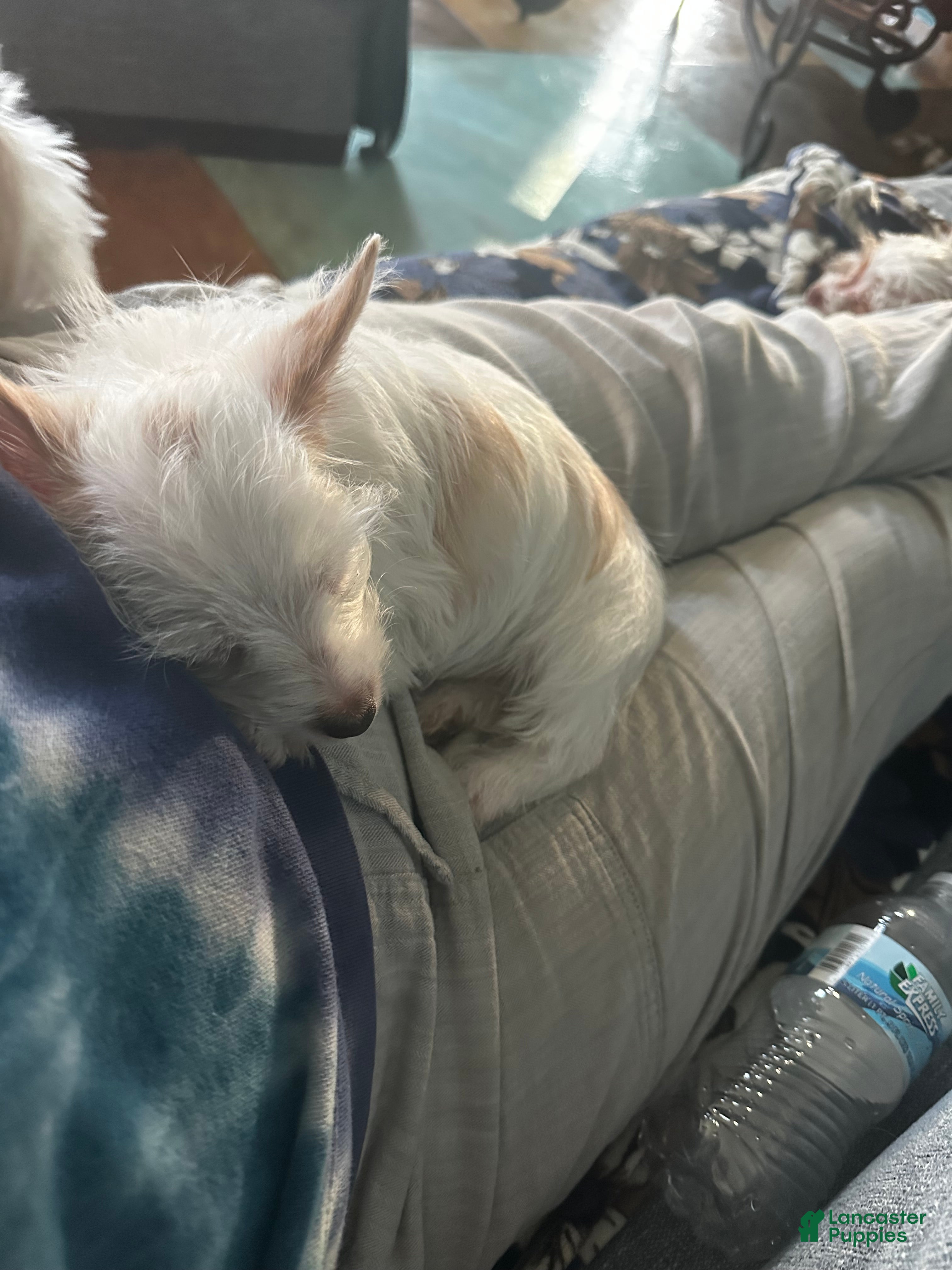 Yorkshire Terrier dogs for sale: AKC Glacierpaw - Ad 2