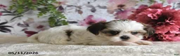 Shih Tzu dogs for sale: Shelby - Ad 5