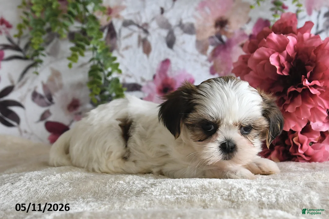 Shih Tzu dogs for sale: Shelby - Ad 5