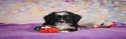 Mini Bernedoodle dogs for sale: Samantha - Ad 3
