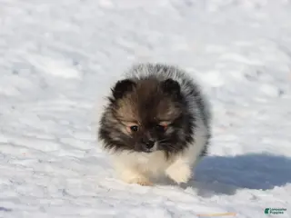 Pomeranian dogs Sable - Ad 19