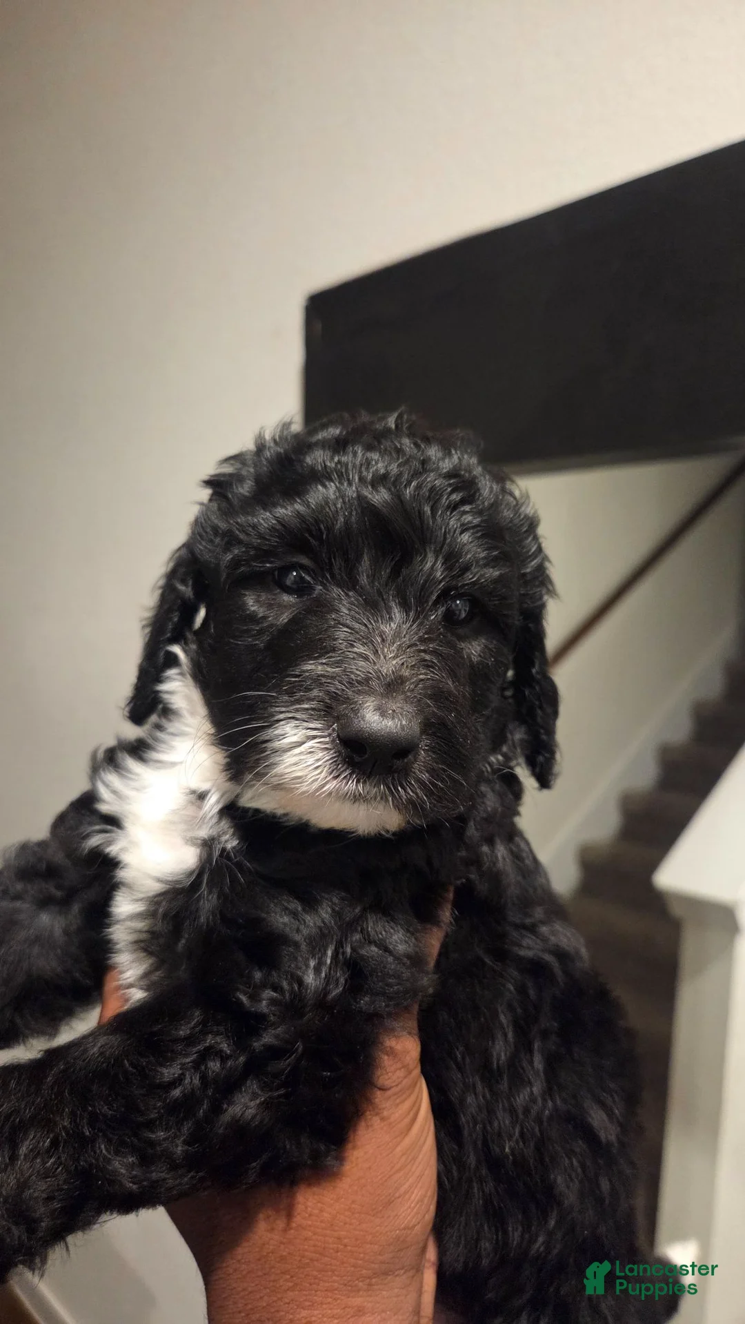 Mixed Breed dogs for sale: Layla - Ad 2