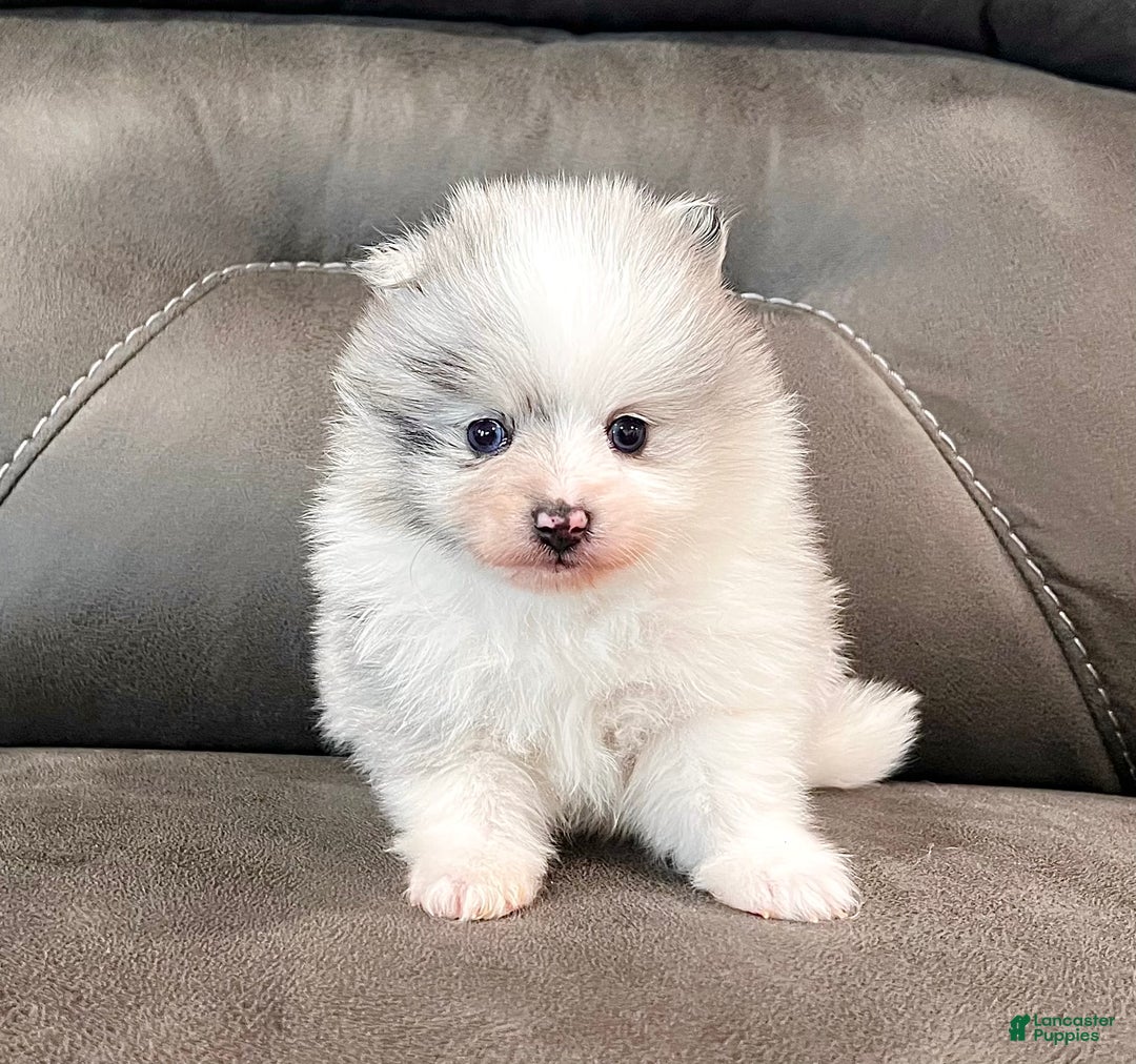 Pomeranian dogs for sale: Teddy - Ad 2
