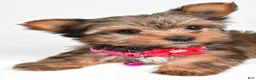 Yorkshire Terrier dogs for sale: Jana - Ad 5