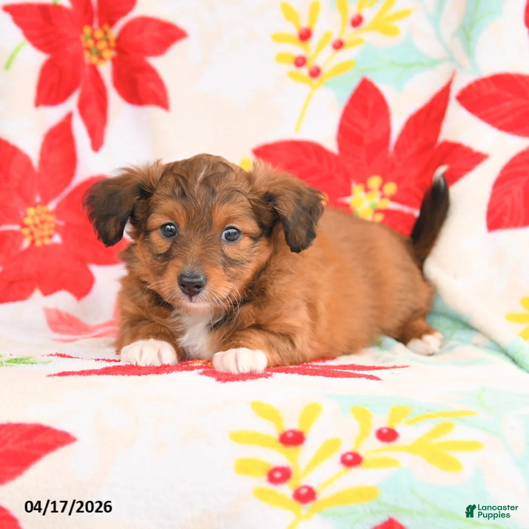 Shetland Sheepdog dogs for sale: Joy - Ad 1