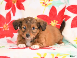 Shetland Sheepdog dogs for sale: Joy - Ad 3