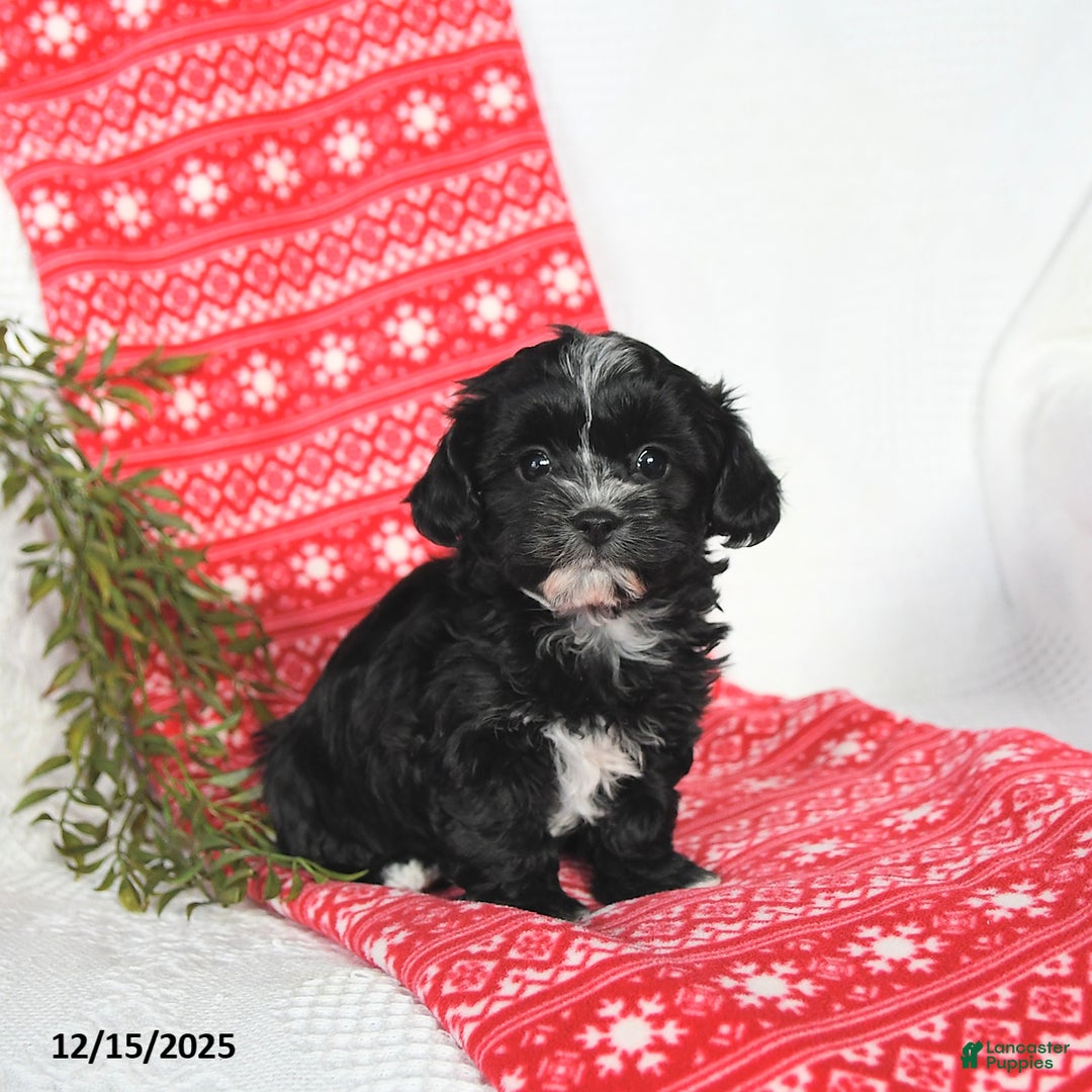 Mixed Breed dogs for sale: Molly - Ad 3