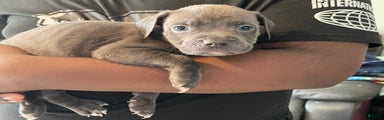 American Pit Bull Terrier Puppy 6