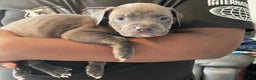 American Pit Bull Terrier dogs for sale: American Pit Bull Terrier Puppy 6 - Ad 1