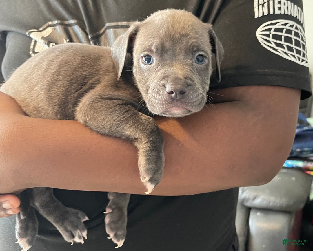 American Pit Bull Terrier dogs for sale: American Pit Bull Terrier Puppy 6 - Ad 1