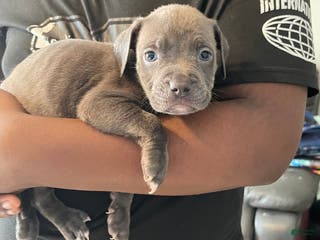 American Pit Bull Terrier dogs American Pit Bull Terrier Puppy 6 - Ad 17