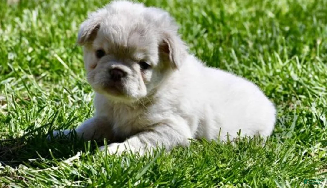 French Bulldog dogs for sale: French Bulldog Puppy 1 - Ad 2