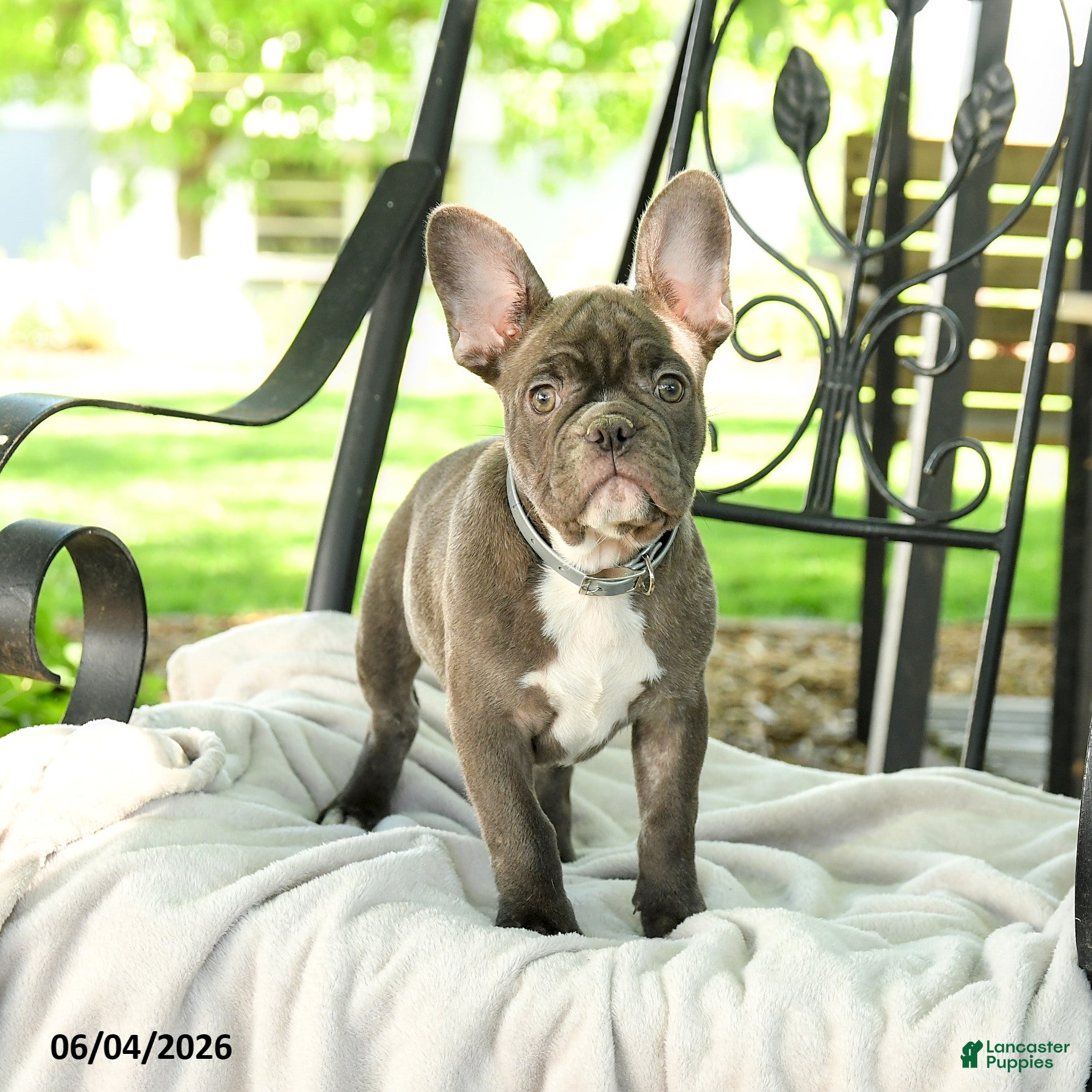 French Bulldog dogs Charming Charlie - Ad 2