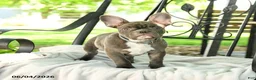 French Bulldog dogs for sale: Charming Charlie - Ad 2