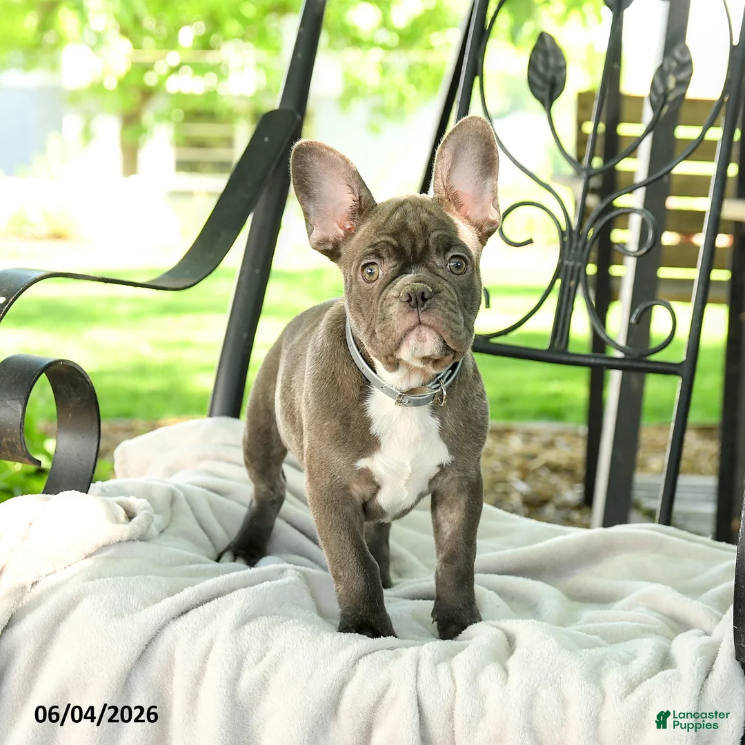 French Bulldog dogs for sale: Charming Charlie - Ad 2