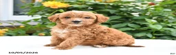 Mini Goldendoodle dogs for sale: Pansy - Ad 7