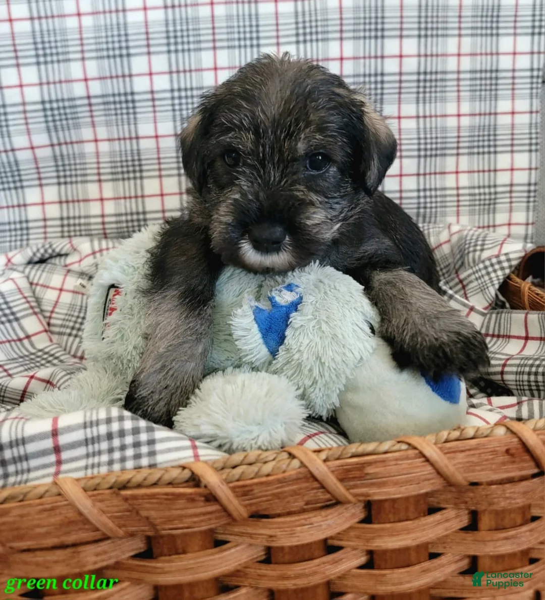 Standard Schnauzer dogs for sale: River - Ad 1