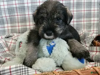 Standard Schnauzer dogs River - Ad 2