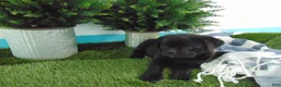 Mixed Breed dogs for sale: Sasha - Ad 3