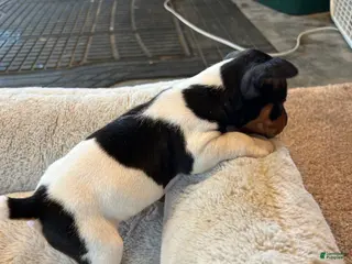 Rat Terrier dogs Old Dominion Terrier male Spirit - Ad 10