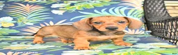 Miniature Dachshund dogs for sale: Jake - Ad 4