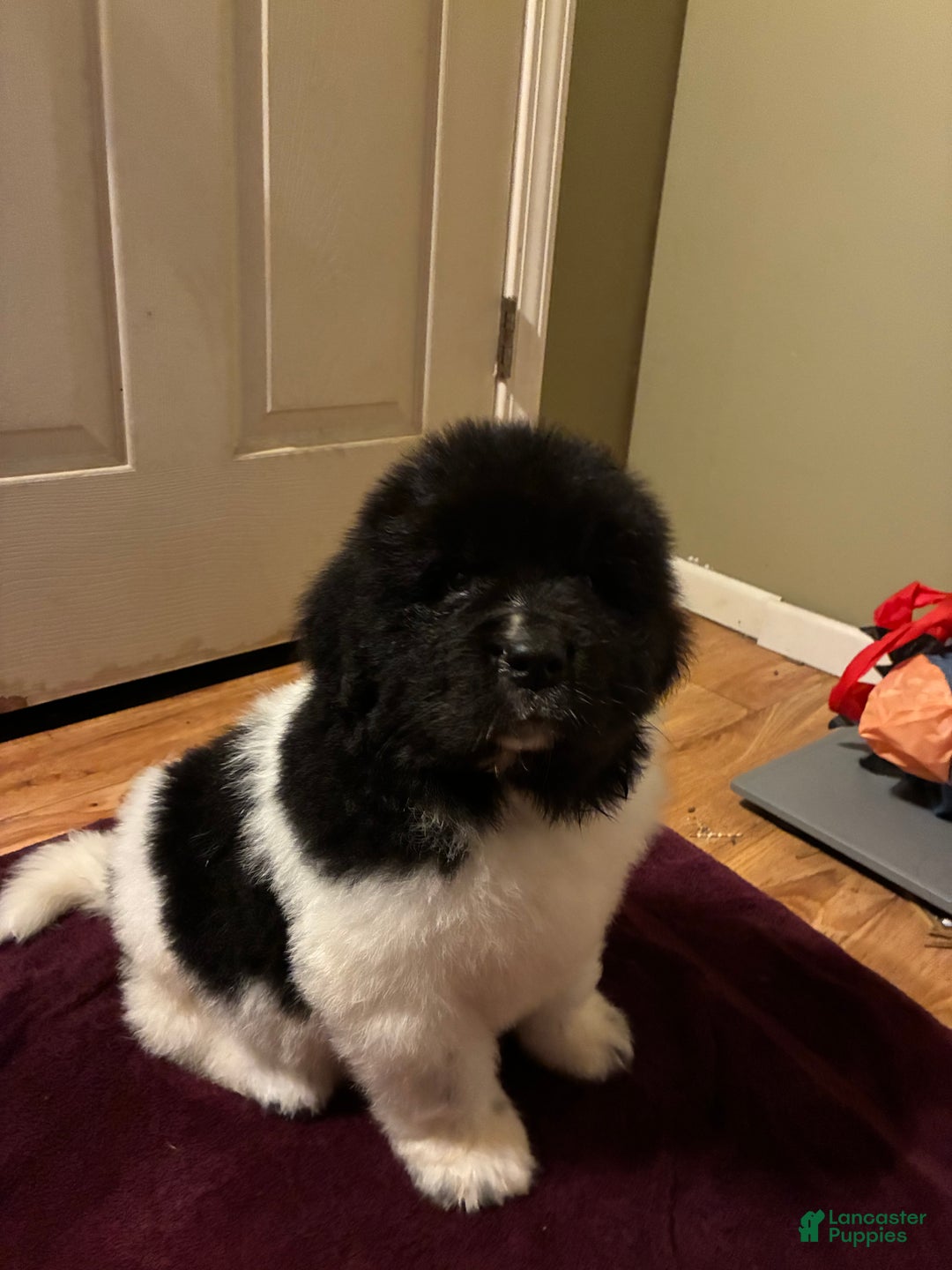 Newfoundland dogs for sale: Newfoundland Puppy 1 - Ad 5