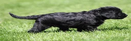 Mixed Breed dogs for sale: Beauty - Ad 4