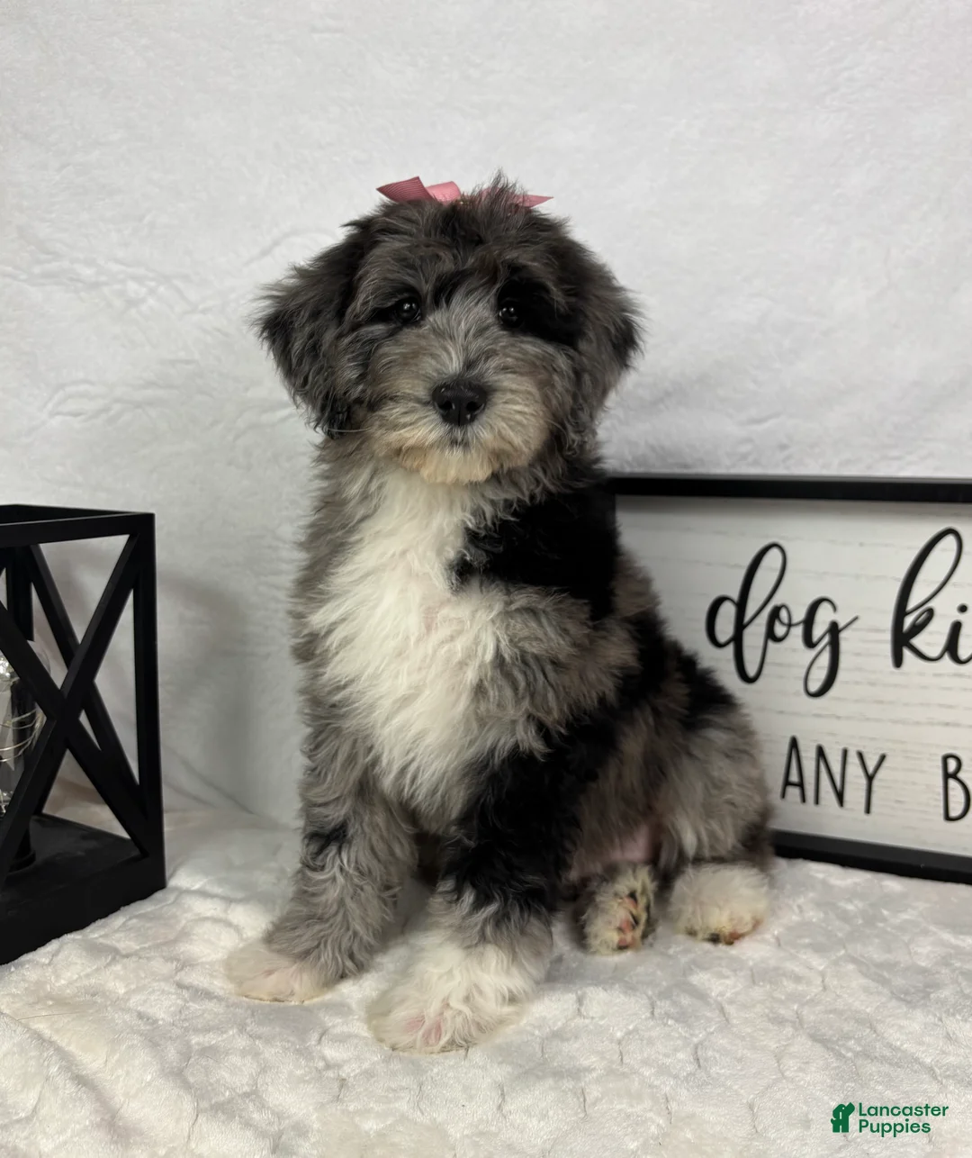Mini Bernedoodle dogs for sale: Phoebe - Ad 5